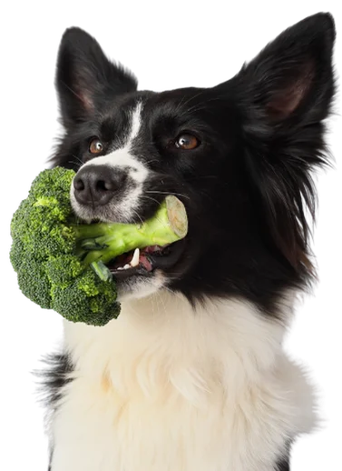 Eine frisch zubereitete vegane Ration kann bei Allergien, Unverträglichkeiten oder Magenproblemen hilfreich sein.