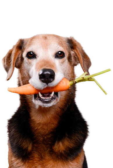 VeganFit oder VeganPower - die vegane Hundeernährungsberatung ist individuell auf deinen Hund abgestimmt.