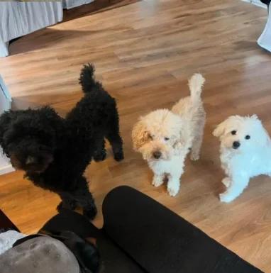 Gleich drei Hunde hat Chantal gleichzeitig auf veganes Futter umgestellt, mit dem Ergebnis ist sie sehr zufrieden.