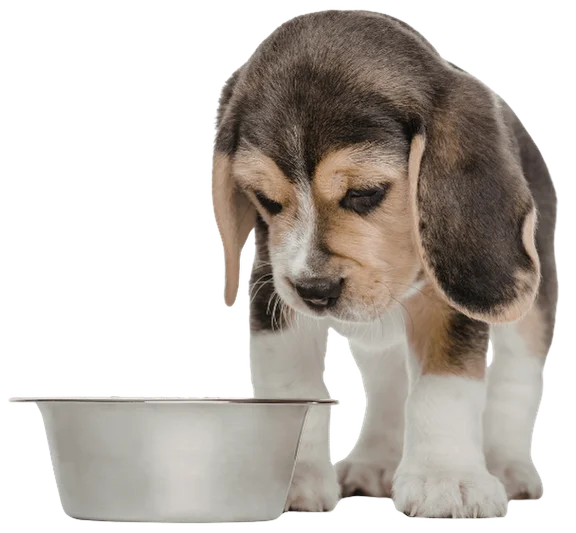 Vor allemim Wachstum haben Hunde spezielle Anforderungen an ihre Ernährung.