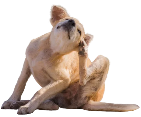 Hund mit Juckreiz und Hautproblemen im Rahmen der Hundeernährungsberatung VeganPower