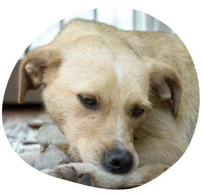 Hund mit wiederkehrenden Beschwerden trotz verschiedener Futterumstellungen